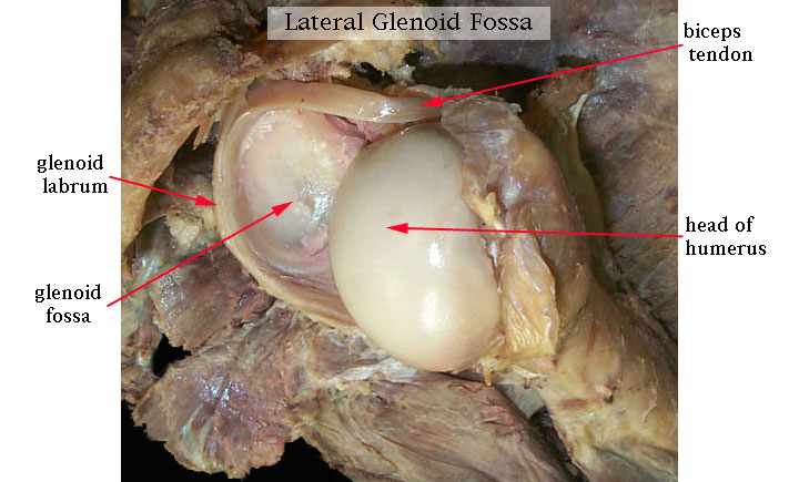 Anatomy of Glenoid labrum.